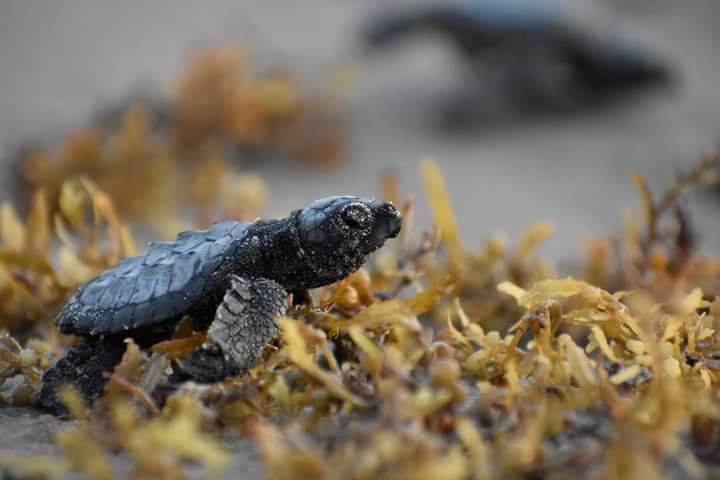 Sea turtle hatchling